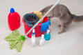 Curious cat leaning into a bucket of mop water with household cleaner chemicals nearby that can cause cat vomiting