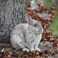 White rabbit in the grass