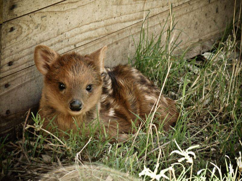 Baby Pudu picture - What is a Pudu?