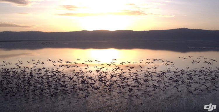 Drones can monitor the migration of animals and conduct population counts