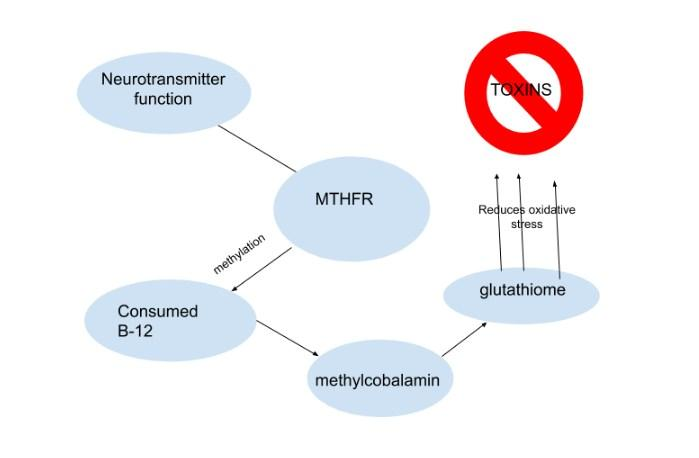 People with genetic vulnerabilities in MTHFR are more susceptible to hypomethylation