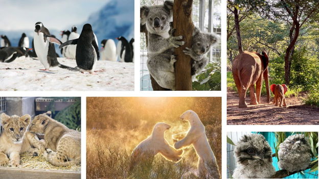 Race to Rescue Animals: DOUBLE your impact
