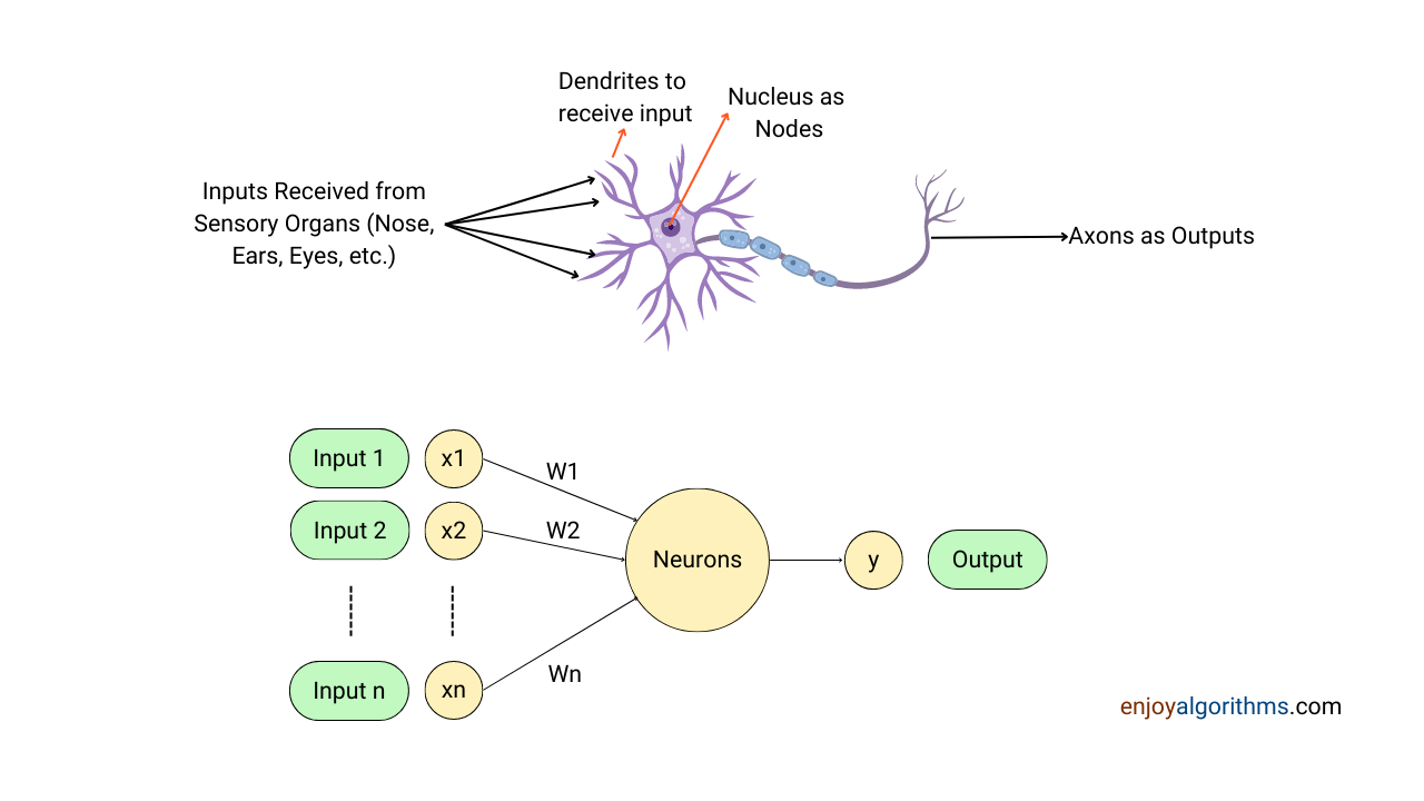 Deriving the analogy of ANN from human brain