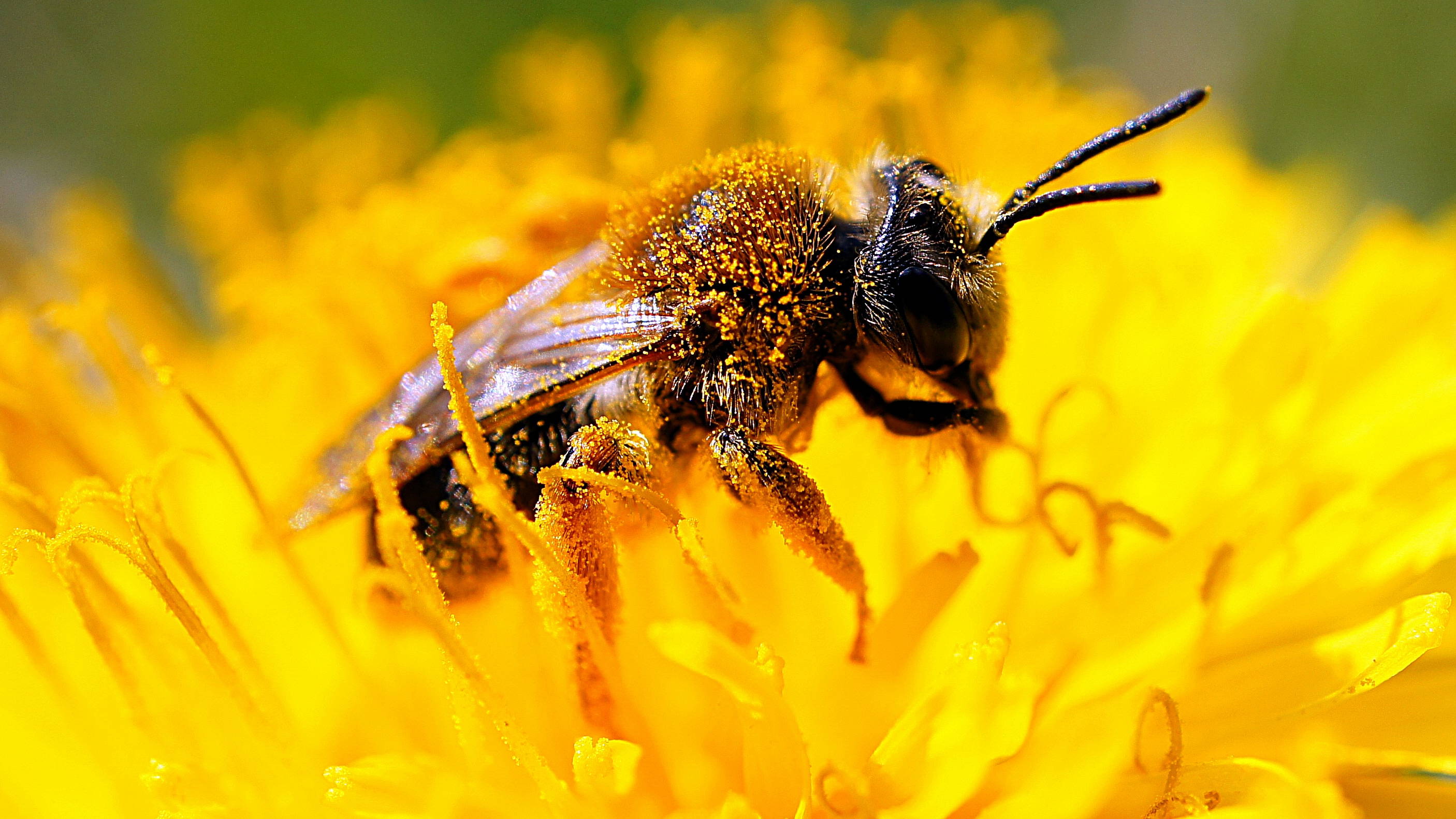 Biene voll Pollen