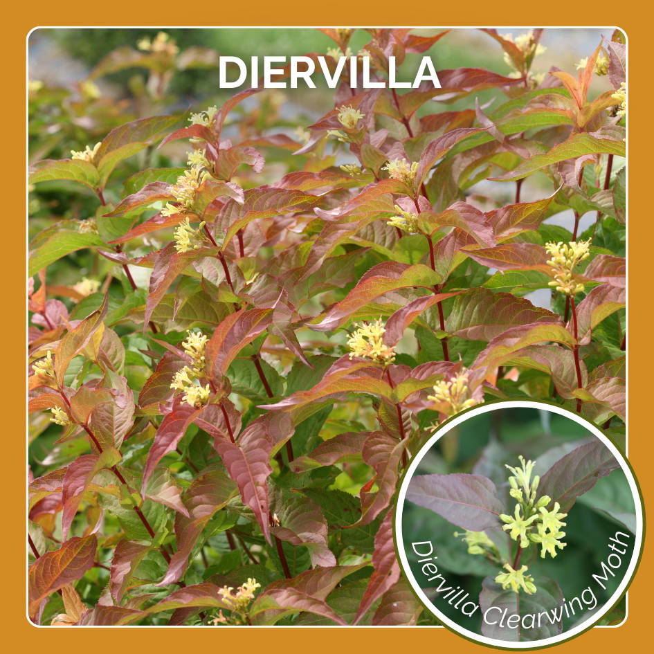 Diervilla is host plant to the Laurel Sphinx moth and Diervilla Clearwing moth