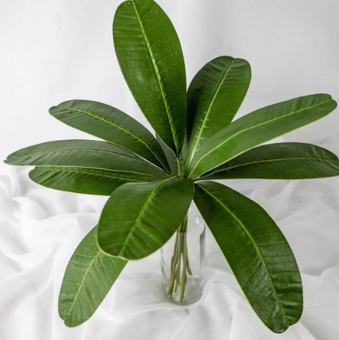 Rounded Frangipani Leaf (12 Pack) -Realistic Artficial Flowers