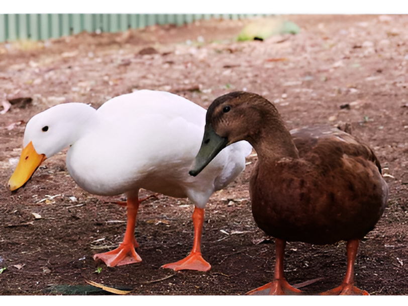 Luckystars Sanctuary Inc Voucher - Image 9