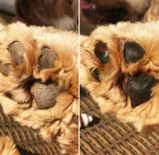 Dr Zoo Crusty Nose Itchy Toes Nose & Paw Butter 50G - Image 2