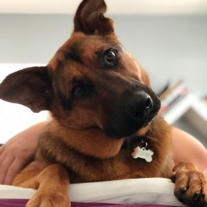 Nala's Surgery