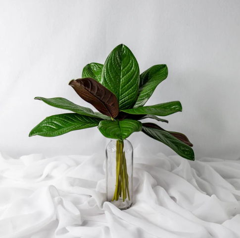 Large Magnolia Leaf (12 Pack) - Realistic Artificial Flowers