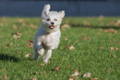 Aggressiver Hund