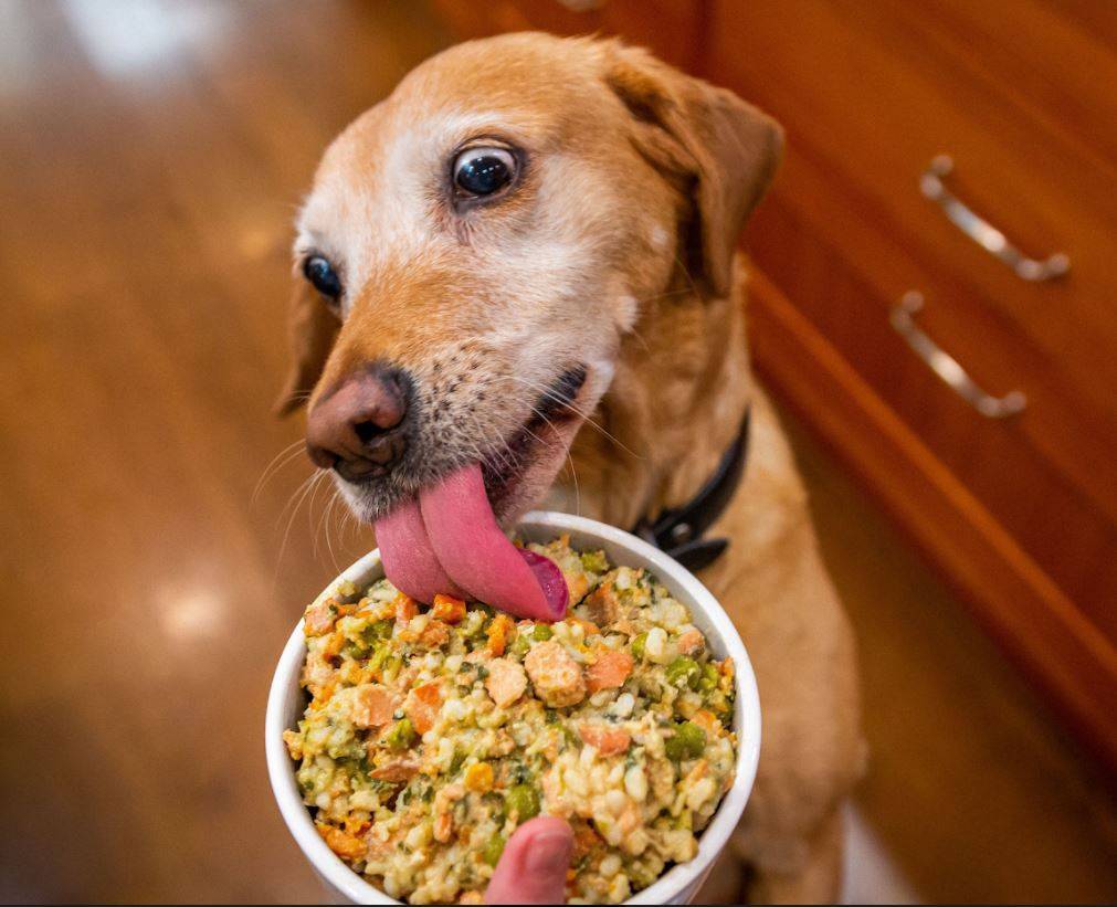 A senior dog eating a bowl of Wally's Salmon N' Rice dog food meal mixers.