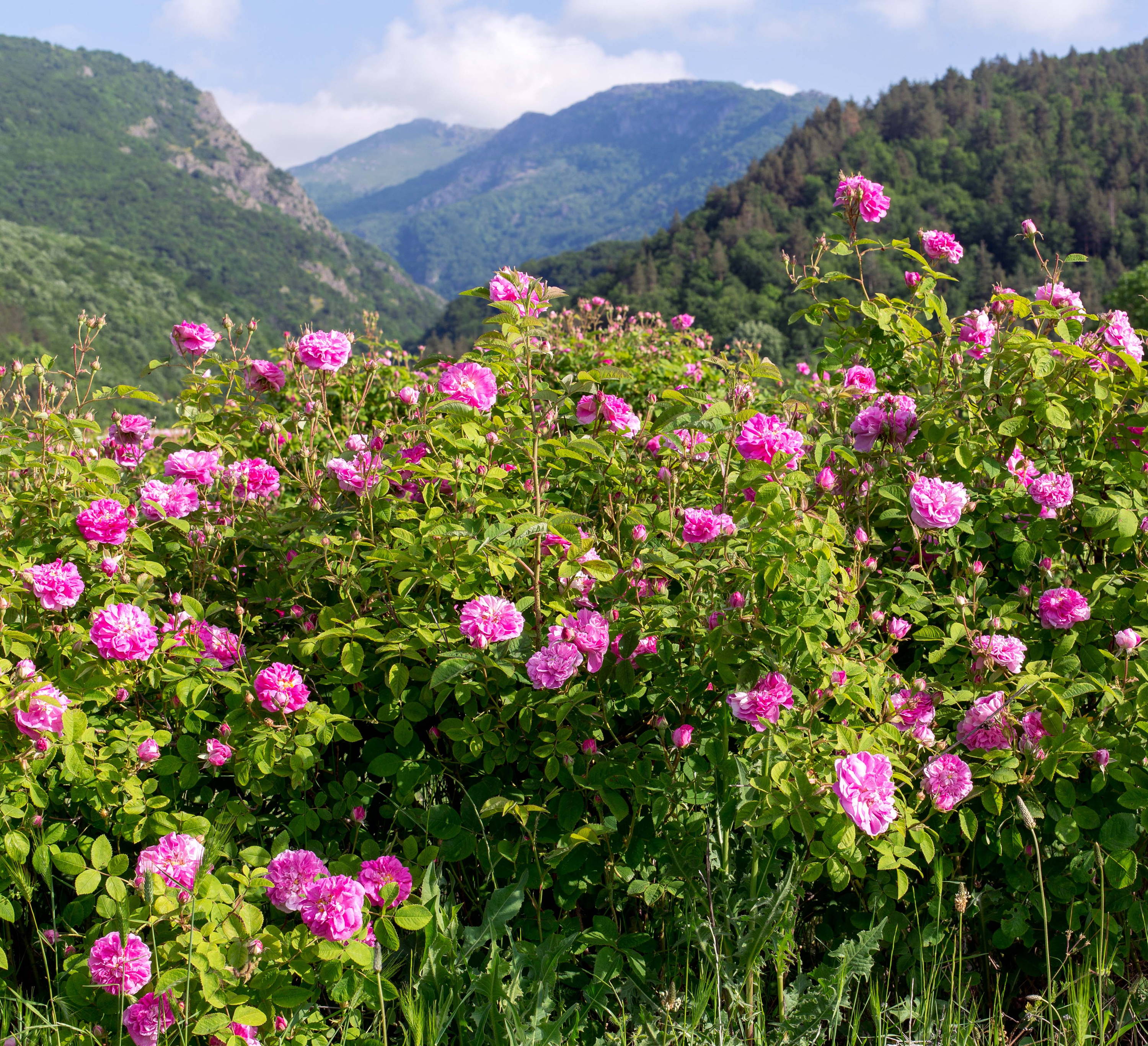 Bulgarian Rose Water Rose Valley Organic Rose Water Skincare