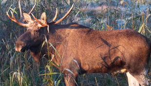 elch anton geschnitten