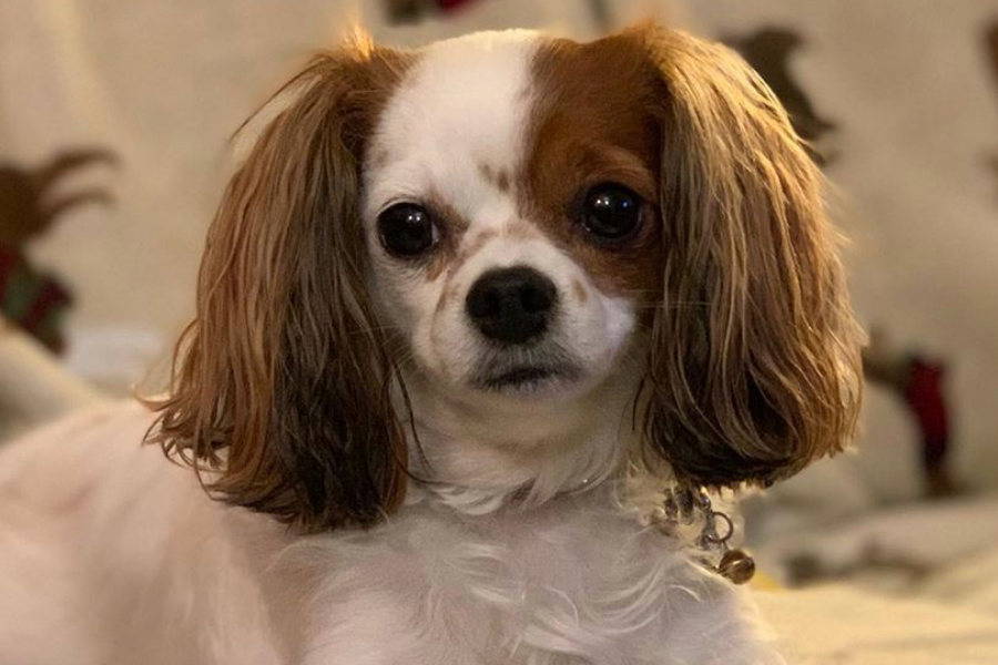 chihuahua cavalier mix.jpeg