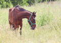 brown skinny horse in the field