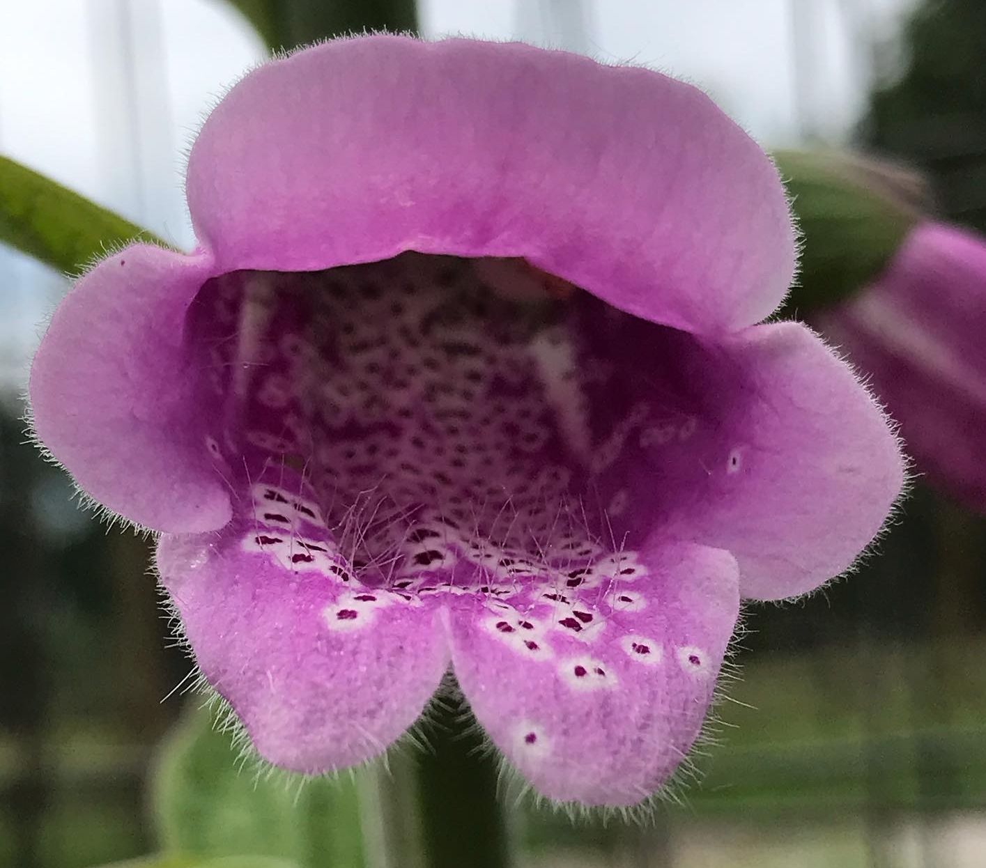 Inside of a foxglove flower