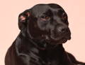 alt="Black dog with a shiny, healthy looking coat"