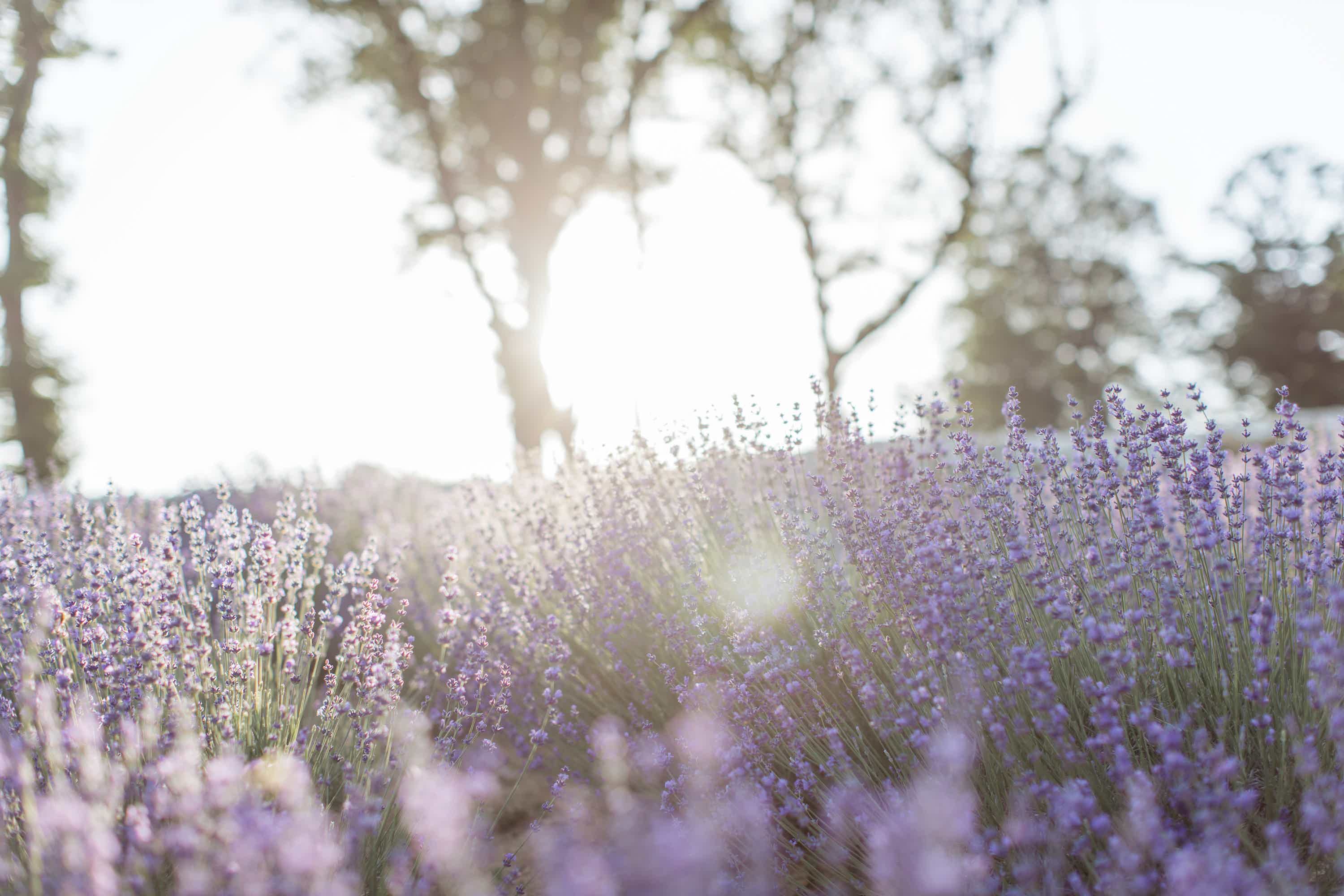 blühender Lavendel 
