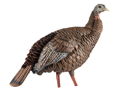 AvianX HDR Hen Decoy                                        