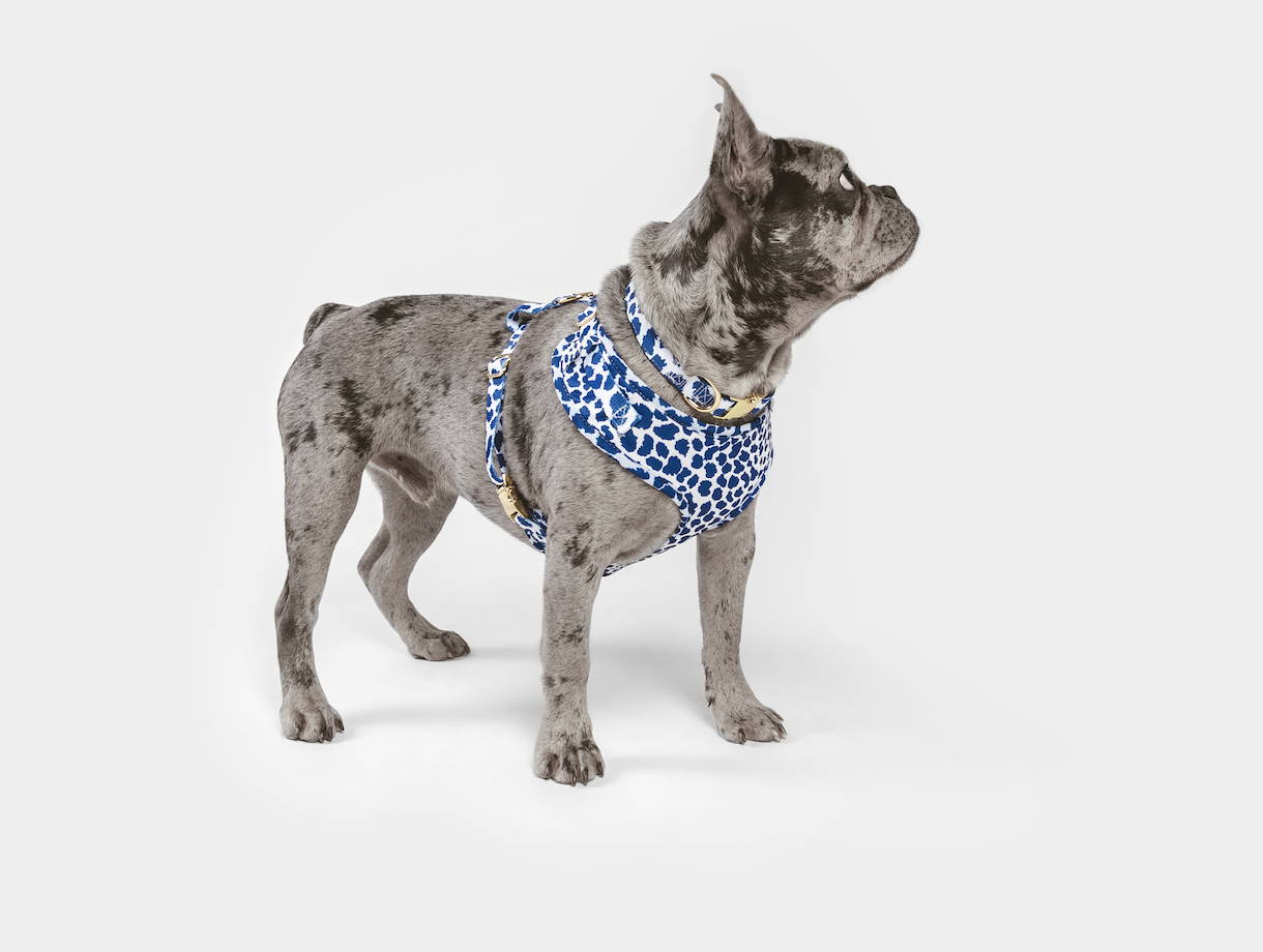 best harness for frenchies