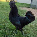gypsy-shoals-farm-champion-ayam-cemani-rooster