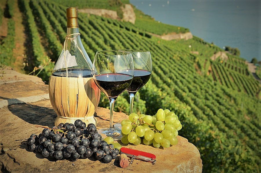  Siena (SI)
- vineyard - wine tasting for Obama in Tuscany - Siena