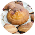 Reishi Mushroom as ingredient in best cordyceps powder