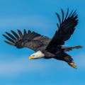 bald eagle soaring in the clear blue sky