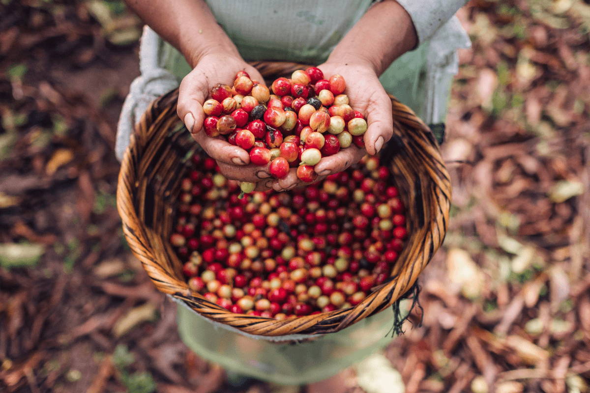 Hands holding coffee cherries