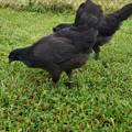 ayam-cemani-hens-free-range