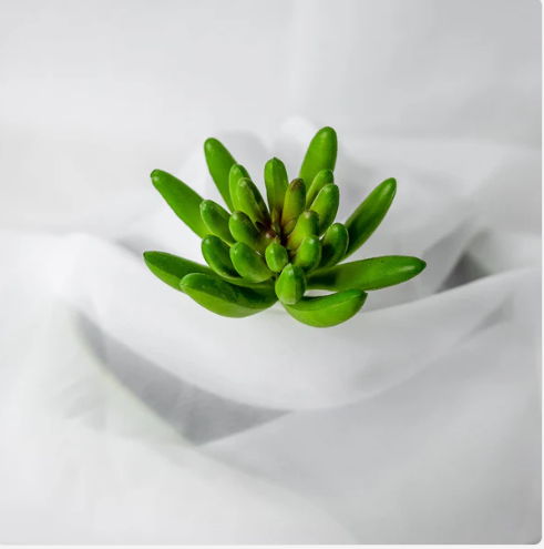 Claw Lotus Succulent (6 Pack) - Realistic Artificial Flowers and Greenery - Image 3