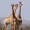 Tower of three giraffes in the savanna