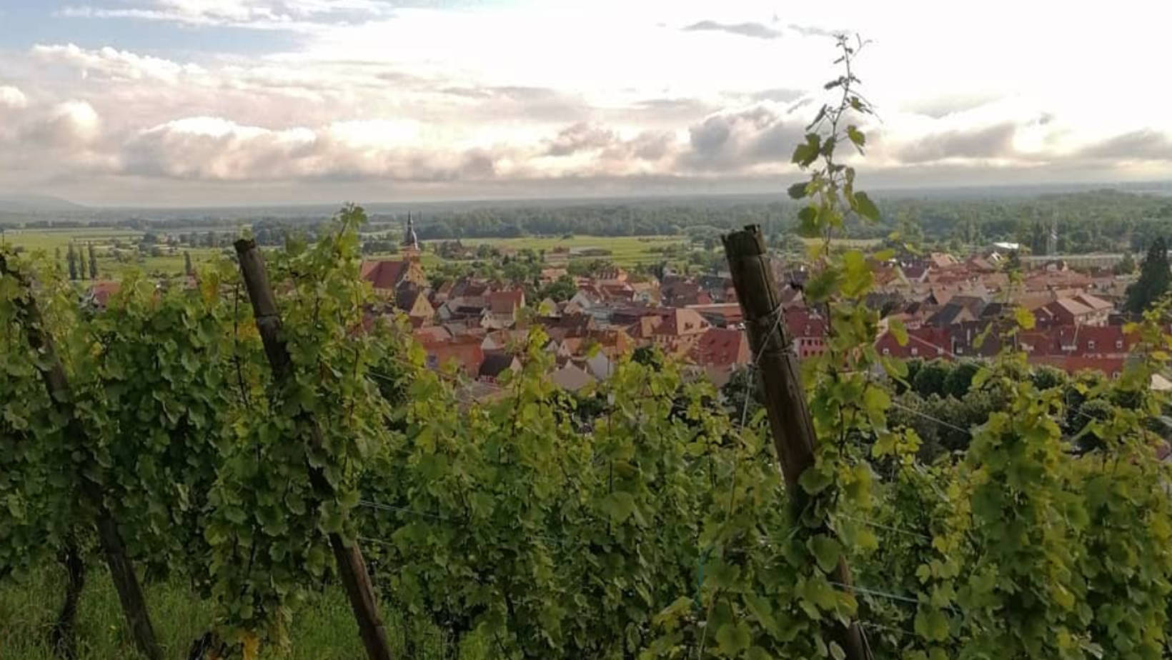 France, vin nature, rawwine, organic wine, vin bio, vin sans intrants, vin sans souffre, vin sans sulfites ajoutés, vin rouge, vin blanc, rouge, blanc, vin propre, vigneron, domaine bio, biodynamie, vigneron nature, vin biodynamique, raizin brut, Quimper, Finistère, Morbihan, domaine de l'envol, alsace, ingersheim, raphael marchal