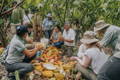 Original Beans partners meeting cacao farmers and cutting Cajamarca-Amazonas cacao for the Growers’ Chocolate in Amazonas, Peru