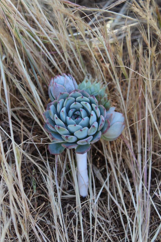 succulent boutonniere wedding groom