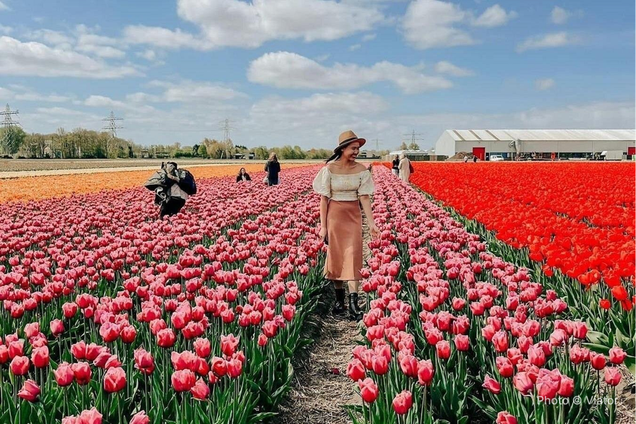 Amsterdam: Day trip to Tulip Farm, Keukenhof + Windmill Cruise - photo 4