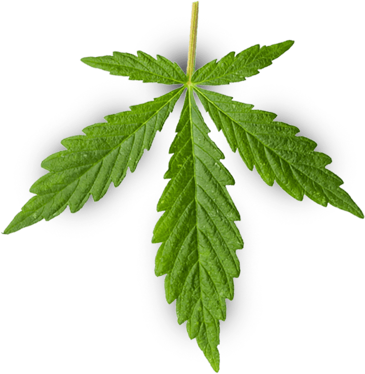 green hemp leaf