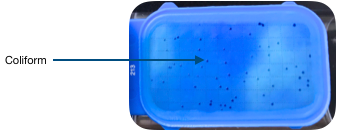 Blue tester with coliform colonies