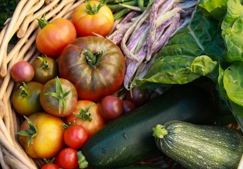 Tomatoes, beans, squash, and lettuce in a basket