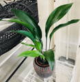 Alocasia Growing in Water