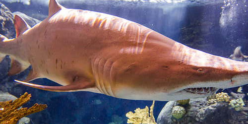 The Florida Aquarium: Skip The Line promotional image