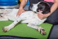 Shorthaired Pointer getting massage therapy for dog arthritis