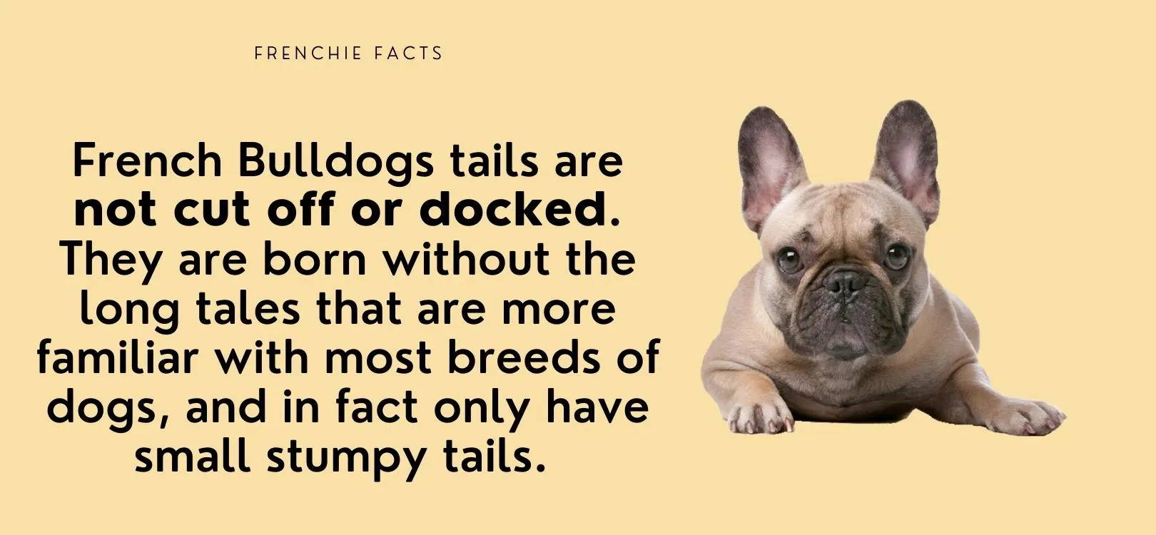 french bulldog fun facts
