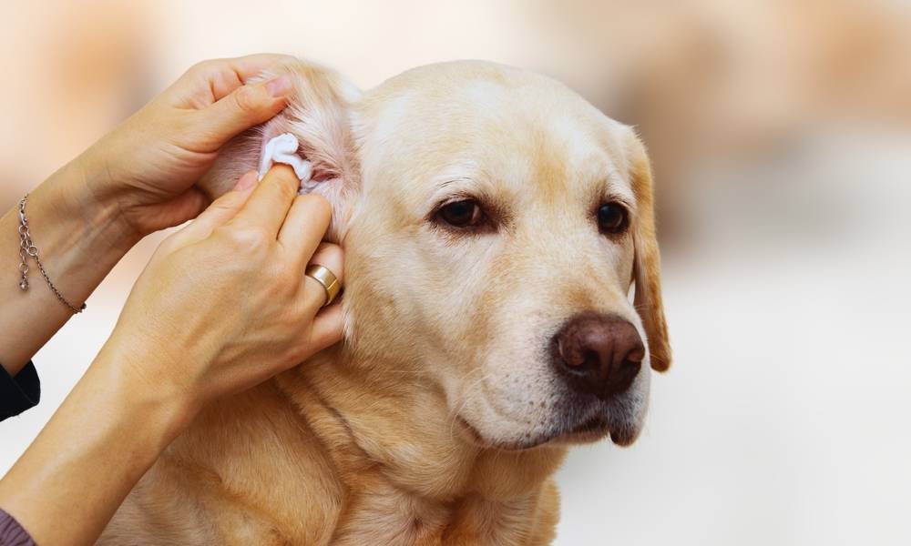 Dog having ears cleaned with wipes to treat a yeast infection