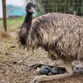 male_emu_incubating_eggs_gypsy_shoals_farm