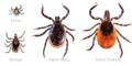 larva, nymph, adult male and adult female deer tick