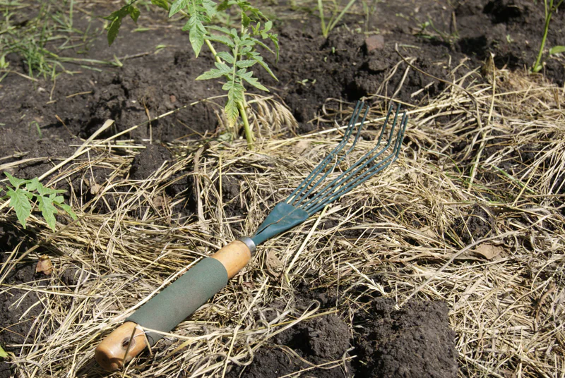 Mulch can improve soil structure and add nutrients.