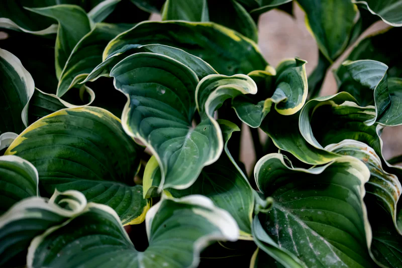 hosta leaves up close