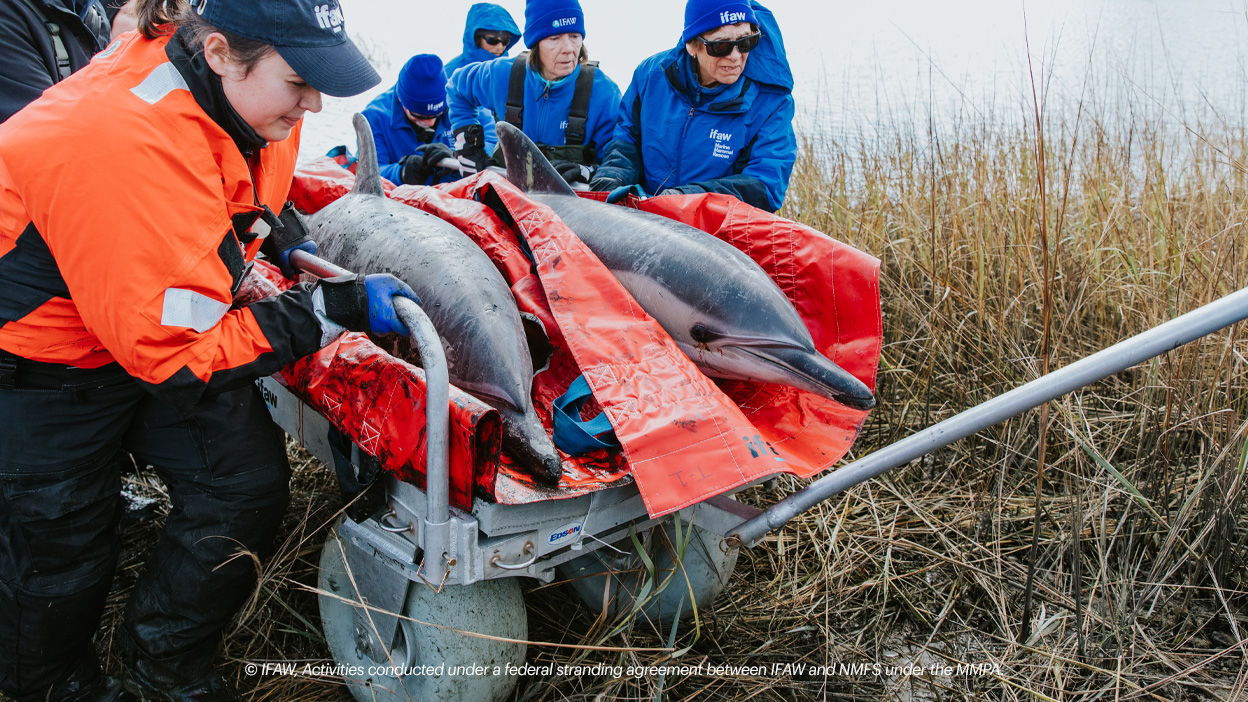 Dolphins in danger🐬Can you help?
